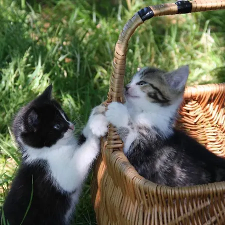 דירה Schoenfelder קוניגשטיין אן דר אלבה